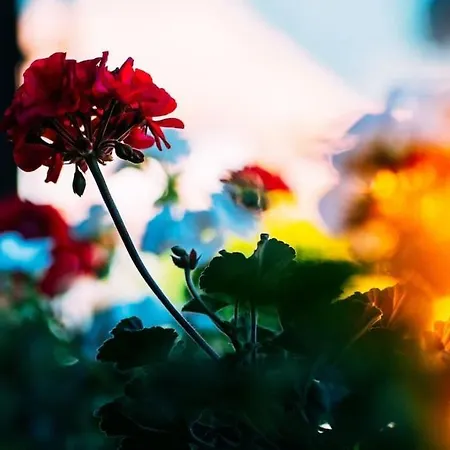 Lakeside Olti Near Interlaken *