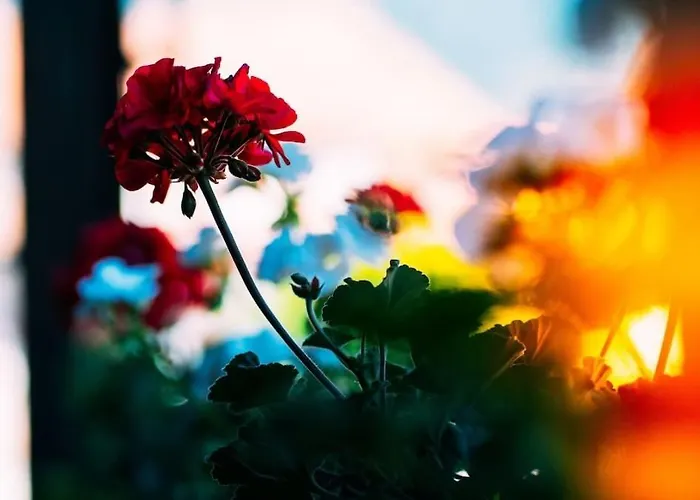 Lakeside Olti Near Interlaken *